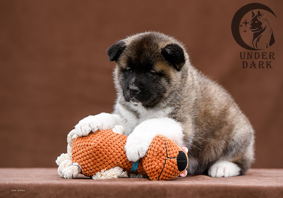 Щенки Американской акиты